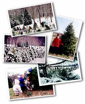 Sugargrove photo collage