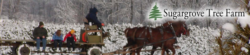 Sugargrove Tree Farm