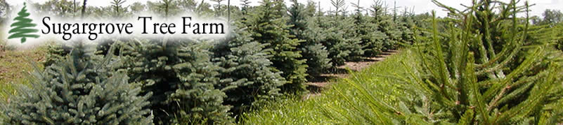 Sugargrove Tree Farm