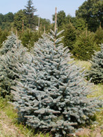 Colorado Blue Spruce