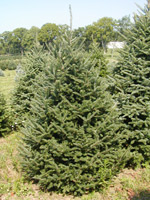 Canaan Fir