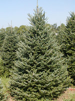 Fraser Fir