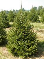 Norway Spruce