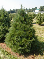 White Pine
